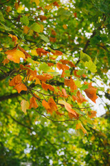 Leaves from a tulip tree Liriodendron tulipifera with bright autumn color in a park near Bath, Somerset, England, UK.