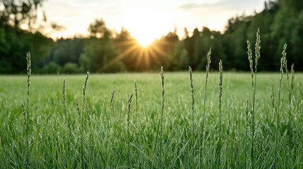 Sunrise over dewy meadow with tall grass, creating peaceful and calm atmosphere