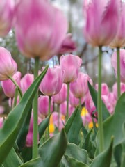Obraz premium Pink tulips bloom densely with green leaves, creating a vibrant floral scene