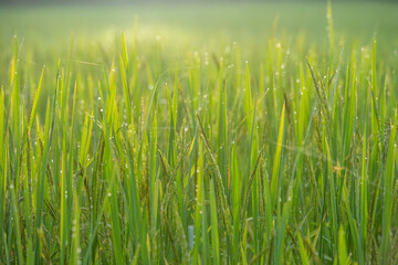 A close-up view of vibrant green grass glistening with morning dew, showcasing the beauty of nature...