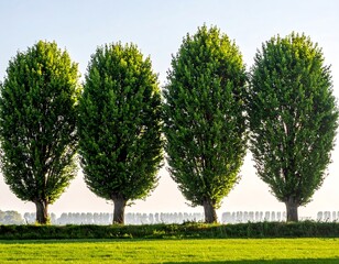 Four lush, green trees stand aligned in a field, serene day