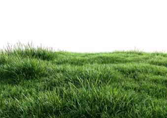 Lush green grass against a black background