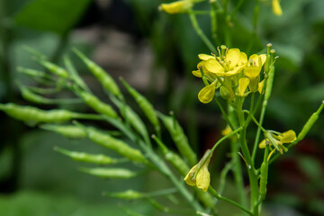 Mustard greens (Brassica rapa parachinensis) or choy sum plant produces seeds after it flowers, which is a natural part of its reproductive cycle