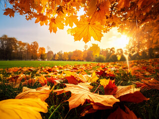 Golden Symphony of the Seasons: A Breathtaking Autumn Landscape in a Vast Park