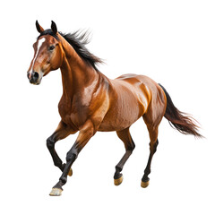 Obraz premium Horse running A horse gallops forward with powerful strides, body extended and mane flowing. full length isolate on transparent background