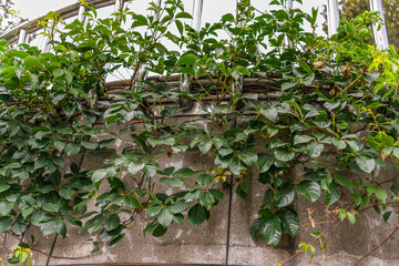 GUIYANG, GUIZHOU, CHINA - AUGUST 15, 2022: Jiaxiu tower scenery in Guiyang, Guizhou, China. The Jiaxiu tower is one of landmarks in Guiyang city.