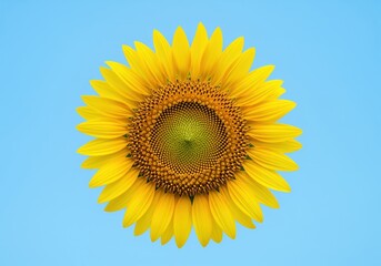 Naklejka premium Vibrant yellow sunflower head isolated against a bright blue sky background