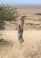Gerenuk standing in grassy savanna of Amboseli National Park, Kenya