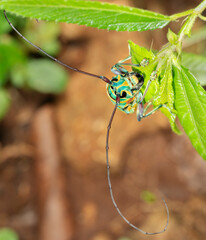 Jewel longhorn beetle (Sternotomis bohemani) on leaf, Shimoni, coastal Kenya.