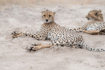 Two Cheetahs (Acinonyx jubatus) getting rest in dusty savanna – Amboseli National Park, Kenya