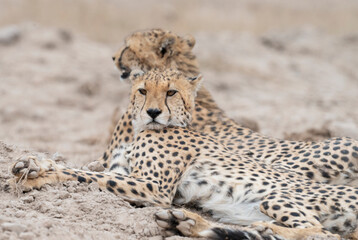 Two Cheetahs (Acinonyx jubatus) getting rest in dusty savanna – Amboseli National Park, Kenya