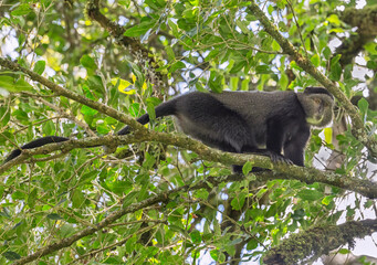 The blue monkey or diademed monkey (Cercopithecus mitis) on the tree branch in forest canape of Mount Elgon National Park, Kenya
