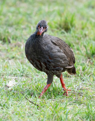 Red-necked Spurfowl (Pternistis afer) Walking in Savannah of Maasai Mara park, Kenya
