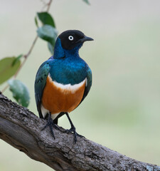Superb Starling (Lamprotornis superbus) in Maasai Mara national reserve