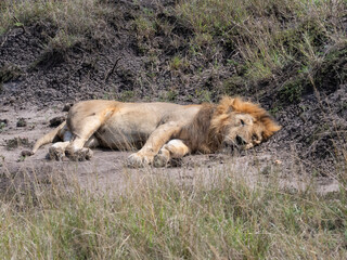 Male lion (Pantera leo) getting rest aster successful hunt in Maasai Mara National Reserve, Kenya