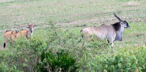 Couple of taurotragus oryx (common eland) in the grasslands of Maasai Mara National Park, Kenya