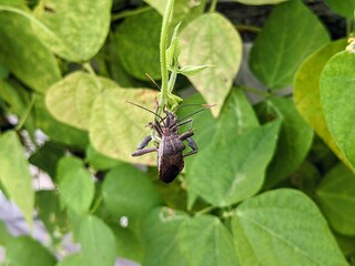 Macro close-up of two brown insects (likely True Bugs/Hemiptera) mating on a green plant stem