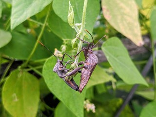 Macro close-up of two brown insects (likely True Bugs/Hemiptera) mating on a green plant stem