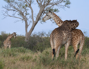 Maasai giraffes (Giraffa camelopardalis tippelskirchi) in Maasai Mara