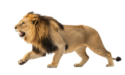 Fototapeta premium walking lion on transparent background.