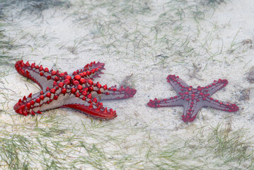 Red knobbed seastars (Protoreaster linckii) exposed on sandy shore at low tide in Watamu, Kenya