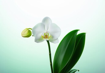 Fototapeta premium Pristine white orchid flower and closed bud on a stem with green leaves, studio shot.
