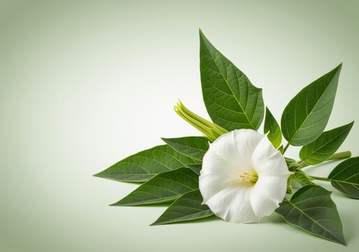 Single white trumpet shaped datura flower with lush green jimson weed foliage