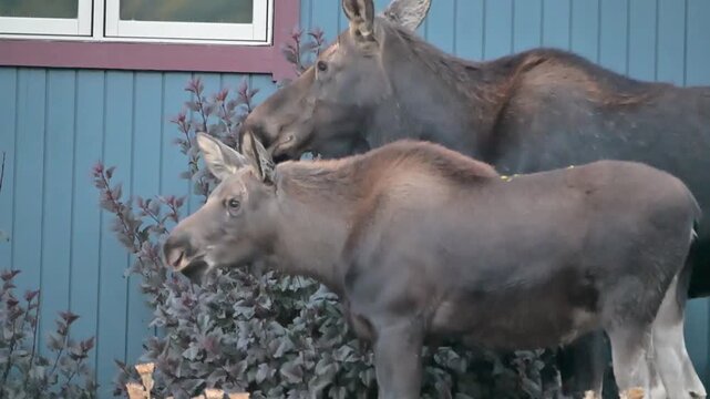 Moose Family by Blue House