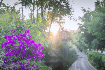Bougainvillea flower. Pink Bougainvillea spectabilis. Flower wallpaper. Bougainvillea glabra beautiful view for background or wallpaper. Pink flower. Close view of Bougainvillea flower blooming.