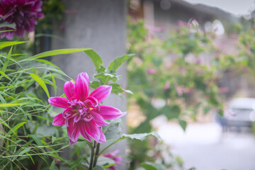 Dahlia blossoming at Zhaoxing Dong village in Guizhou, China.