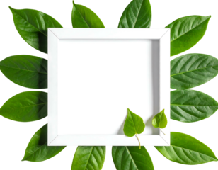White square frame surrounded by green leaves, overhead shot. Blank space inside frame for text/image on dark backdrop