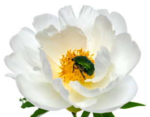 White peony bloom, delicate petals surrounding golden center, hosts a shiny green beetle on black background