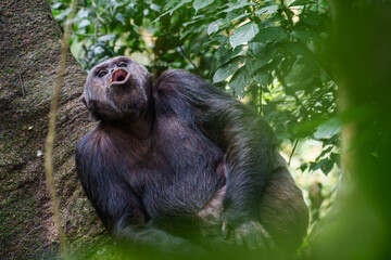 Wild chimpanzee in Ngungwe  National Forest throws its head back starting to let out its loud pant-hoot call which can be heard for kilometers through the forest
