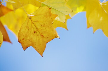 maple leaves on blue sky