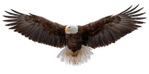 Bald eagle flying draw and paint on white background vector illustration. with staring, royalty, stare, issue, mythology, proud, mad