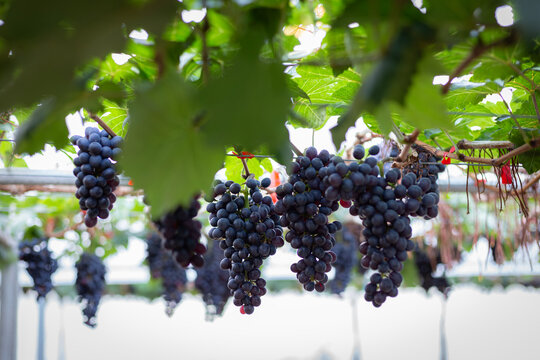 A beautiful bunch of ripe red grapes on the vine in a sunny vineyard - Powered by Adobe