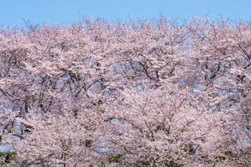満開の桜