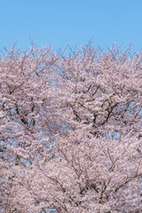 満開の桜