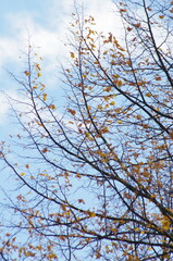 Obraz premium tree branches against blue sky