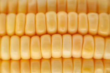 Close-up of corn cob showing maize kernels in detail