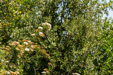Templo Bahá'í de Sudamérica
