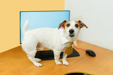 Cute jack russell terrier dog wearing a tie and standing on a desk with a computer with a stupid face.