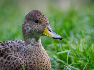 Close-up of a female mallard duck's head outdoors in nature.
