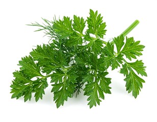 Close-up of vibrant, fresh green leaves and stem against white