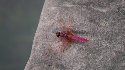 A Dragonfly Landing (male Crimson Marsh Glider)