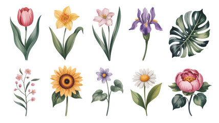 Collection of various spring flowers and a monstera leaf, including tulip, daffodil, iris, sunflower, daisy, and peony, isolated on transparent background