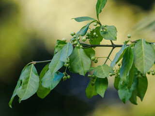 Small green round fruits on a twig with green leaves.
