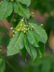Small green round fruits on a twig with green leaves.
