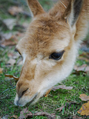 Close-up of a cream-colored llama.
