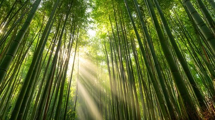 Sunlight streams dramatically through a dense grove of towering green bamboo stalks